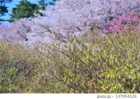 桜　ドウダンツツジ　アカヤシオの丘　赤城麓　群馬県前橋市　　　　 137954520