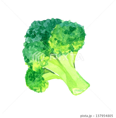 カットしたブロッコリー　野菜の手描き水彩イラスト素材 137954805