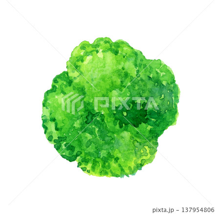 カットしたブロッコリー 野菜の手描き水彩イラスト素材 カットしたブロッコリー 野菜の手描き水彩イラスト素材 137954806
