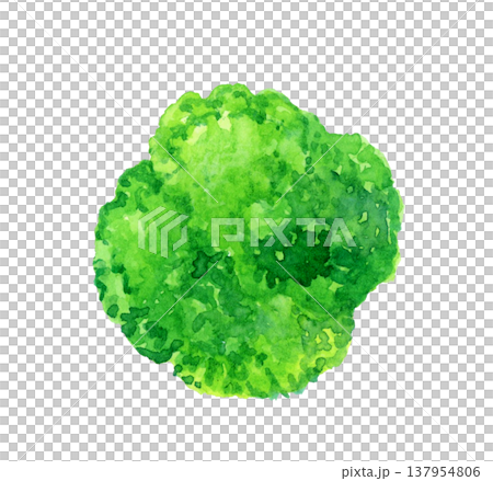 カットしたブロッコリー 野菜の手描き水彩イラスト素材 カットしたブロッコリー 野菜の手描き水彩イラスト素材 137954806
