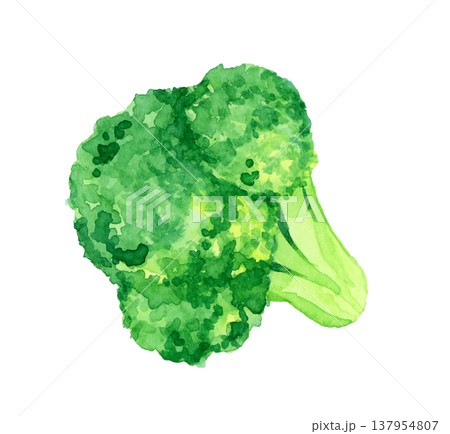 カットしたブロッコリー　野菜の手描き水彩イラスト素材 137954807