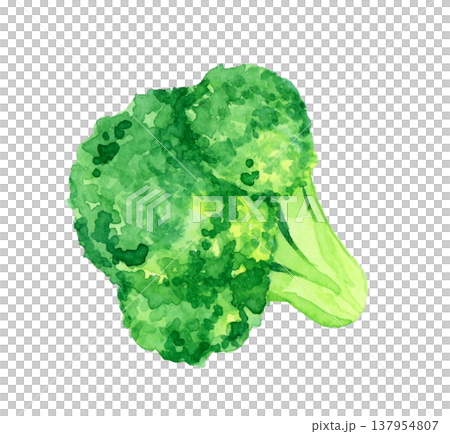 カットしたブロッコリー　野菜の手描き水彩イラスト素材 137954807