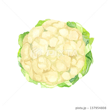 白色のカリフラワー（単品）　野菜の手描き水彩イラスト素材 137954808