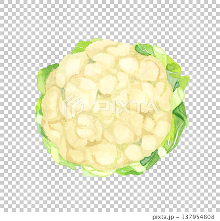 白色のカリフラワー（単品）　野菜の手描き水彩イラスト素材 137954808