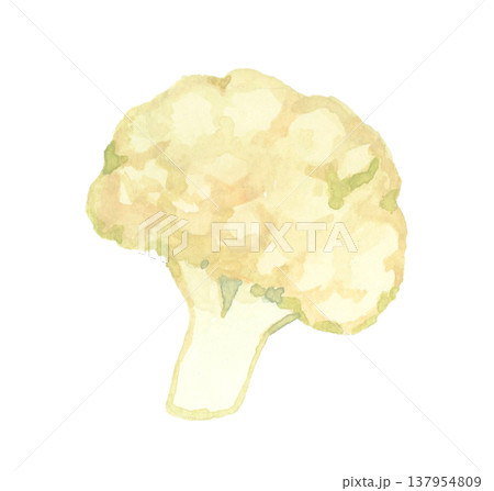 カットした白色のカリフラワー　野菜の手描き水彩イラスト素材 137954809
