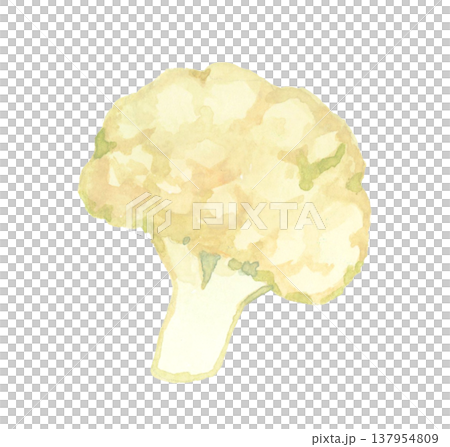 切好的白色花椰菜 - 手繪水彩蔬菜插圖。 137954809