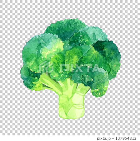 綠花椰菜（單件）－手繪水彩蔬菜插圖 137954812