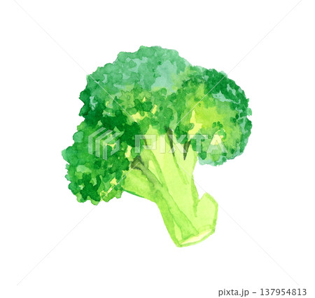 カットしたブロッコリー　野菜の手描き水彩イラスト素材 137954813