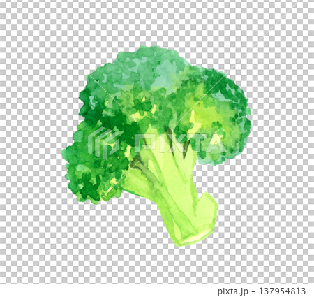 カットしたブロッコリー　野菜の手描き水彩イラスト素材 137954813