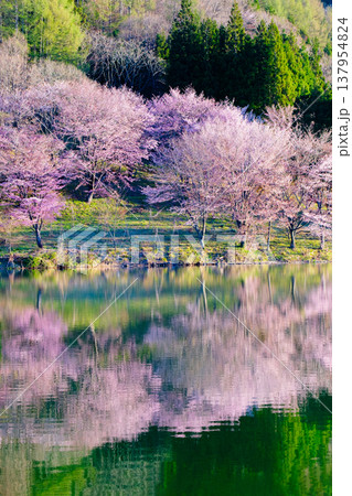 中綱湖のオオヤマザクラ 中綱湖のオオヤマザクラ 137954824