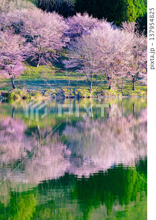 中綱湖のオオヤマザクラ 137954825