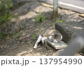 大谷池の日向ぼっこする猫 137954990