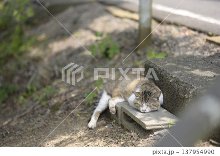 大谷池の日向ぼっこする猫 137954990