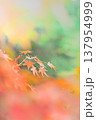 鮮やかな紅葉 137954999
