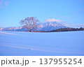 雪原の中そびえ立つ岩手山と小岩井農場の一本桜 137955254