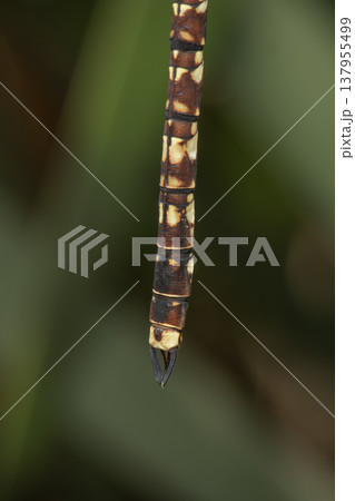 Blue-spotted hawker dragonfly 137955499