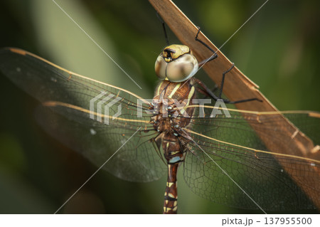 Blue-spotted hawker dragonfly Blue-spotted hawker dragonfly 137955500