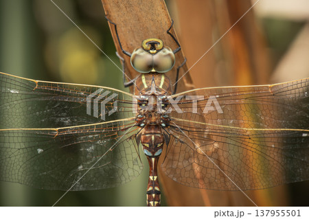 Blue-spotted hawker dragonfly Blue-spotted hawker dragonfly 137955501