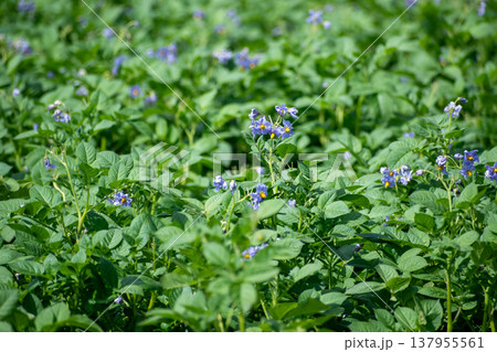 紫色の花が満開のジャガイモ畑 137955561