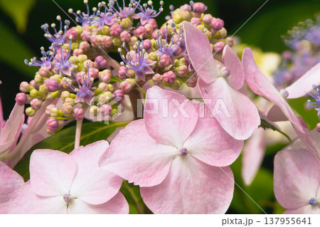 ピンク色のアジサイの花のクローズアップ ピンク色のアジサイの花のクローズアップ 137955641