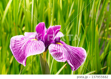 紫色の典型的な花菖蒲の花のクローズアップ 紫色の典型的な花菖蒲の花のクローズアップ 137955682