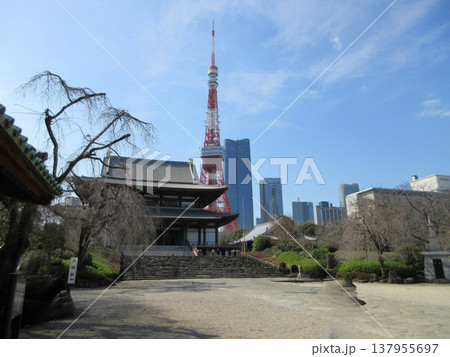 東京都港区！増上寺の本堂と東京タワー 137955697