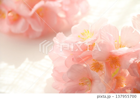 桜の素材背景画像 137955700