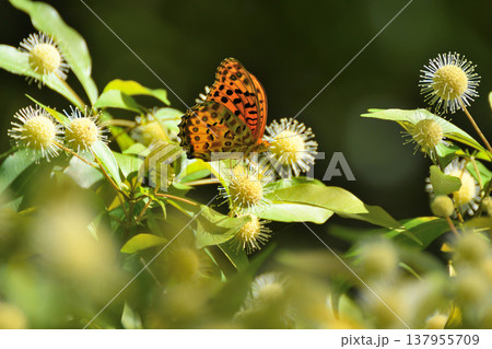 タニワタリノキ 137955709