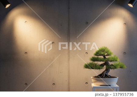 スポットライトに照らされたコンクリート壁を背景にした鉢植えの松の盆栽 137955736