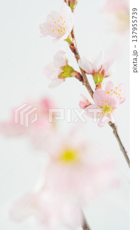 ふんわり桜の花の背景 かわいいピンク色 ふんわり桜の花の背景 かわいいピンク色 137955739