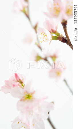 優しいピンク色の桜の花の背景 白バック 優しいピンク色の桜の花の背景 白バック 137955741