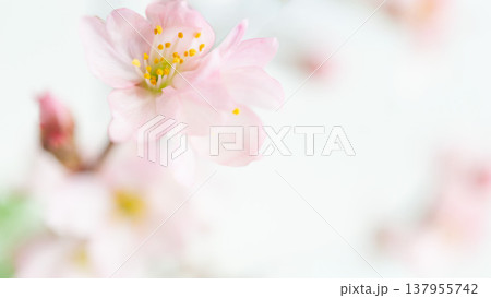 春の訪れを告げる桜の花の背景 ぼかしピンク色 春の訪れを告げる桜の花の背景 ぼかしピンク色 137955742