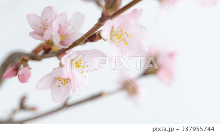 桜の花をクローズアップの背景 淡いピンク色 桜の花をクローズアップの背景 淡いピンク色 137955744