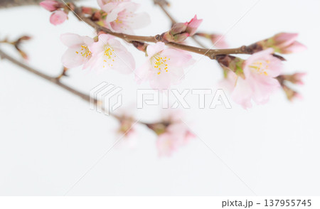 白バックで撮影した満開の桜の花の背景 優しいピンク色 白バックで撮影した満開の桜の花の背景 優しいピンク色 137955745