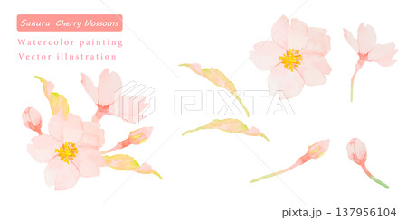 水彩で描いた桜のベクターイラスト素材セット 137956104