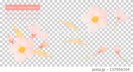 水彩で描いた桜のベクターイラスト素材セット 137956104