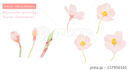 水彩で描いた桜のベクターイラスト素材セット 137956105