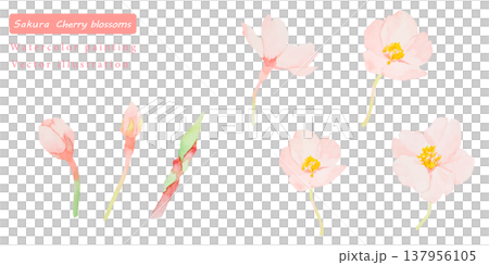 水彩で描いた桜のベクターイラスト素材セット 137956105