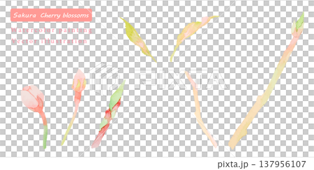 A set of vector illustrations of cherry blossom branches painted in watercolor. A set of vector illustrations of cherry blossom branches painted in watercolor. 137956107