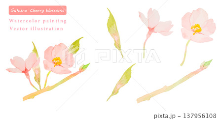 水彩で描いた桜のベクターイラスト素材セット 137956108
