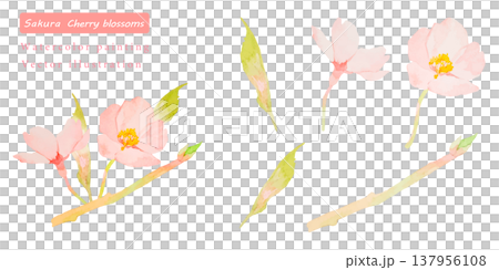 水彩で描いた桜のベクターイラスト素材セット 137956108
