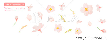 水彩で描いた桜のベクターイラスト素材セット 137956109