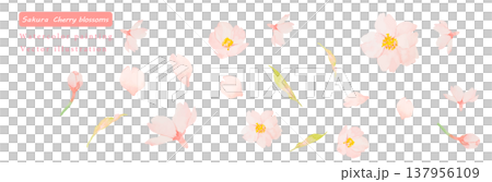 水彩で描いた桜のベクターイラスト素材セット 137956109