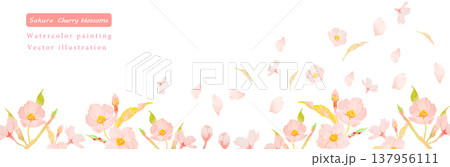 水彩で描いた桜のベクターイラスト フレーム 水彩で描いた桜のベクターイラスト フレーム 137956111