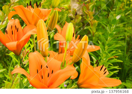 オレンジ色があざやかなスカシユリの花 オレンジ色があざやかなスカシユリの花 137956168