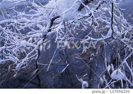 木の枝に積もった雪 木の枝に積もった雪 137956350