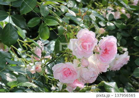 華 咲き乱れ 華 咲き乱れ 137956565