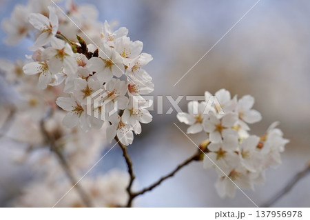 白い桜 137956978