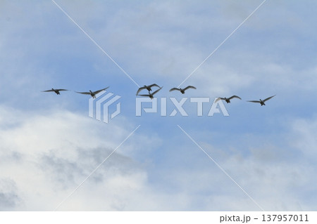 新潟の瓢湖の空に飛来した白鳥の一群 新潟の瓢湖の空に飛来した白鳥の一群 137957011