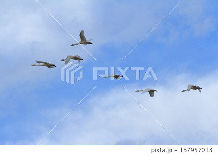 瓢湖の青空に映える白鳥の群れの飛ぶ姿 137957013